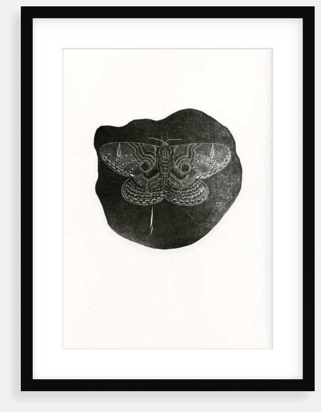 Night Butterfly, 2016 by Bella Larsson