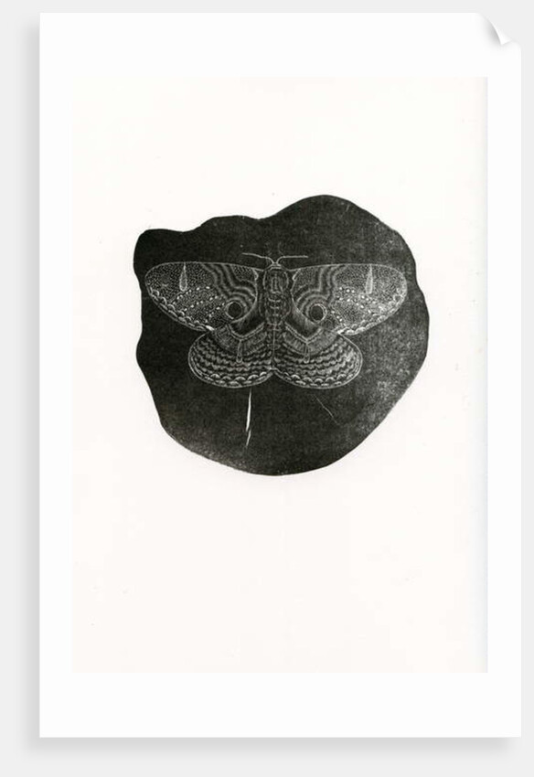 Night Butterfly, 2016 by Bella Larsson