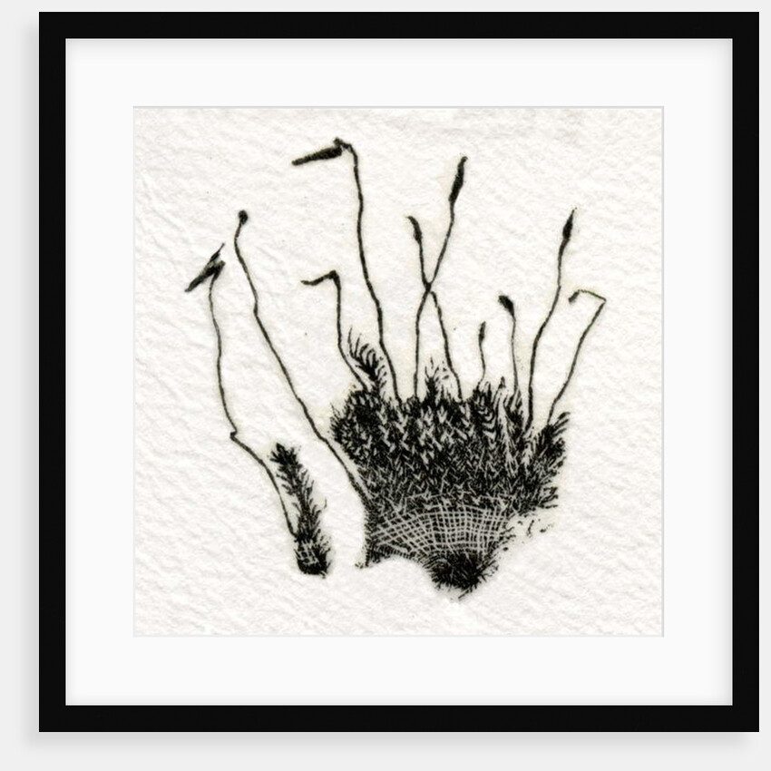 Budding Moss, 2014 by Bella Larsson