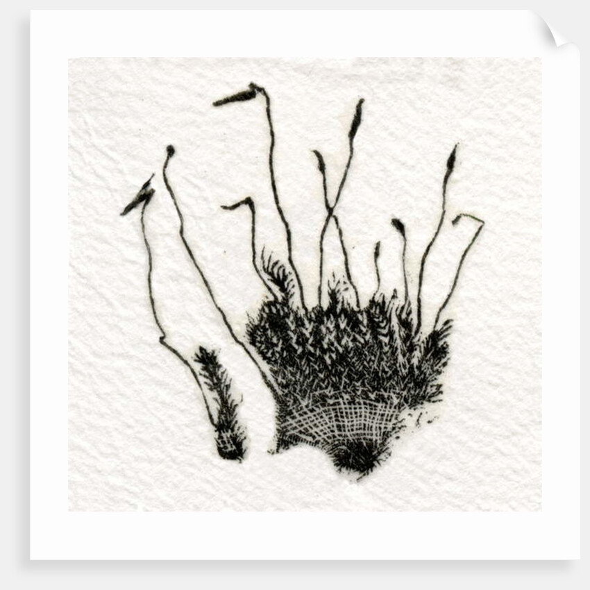 Budding Moss, 2014 by Bella Larsson