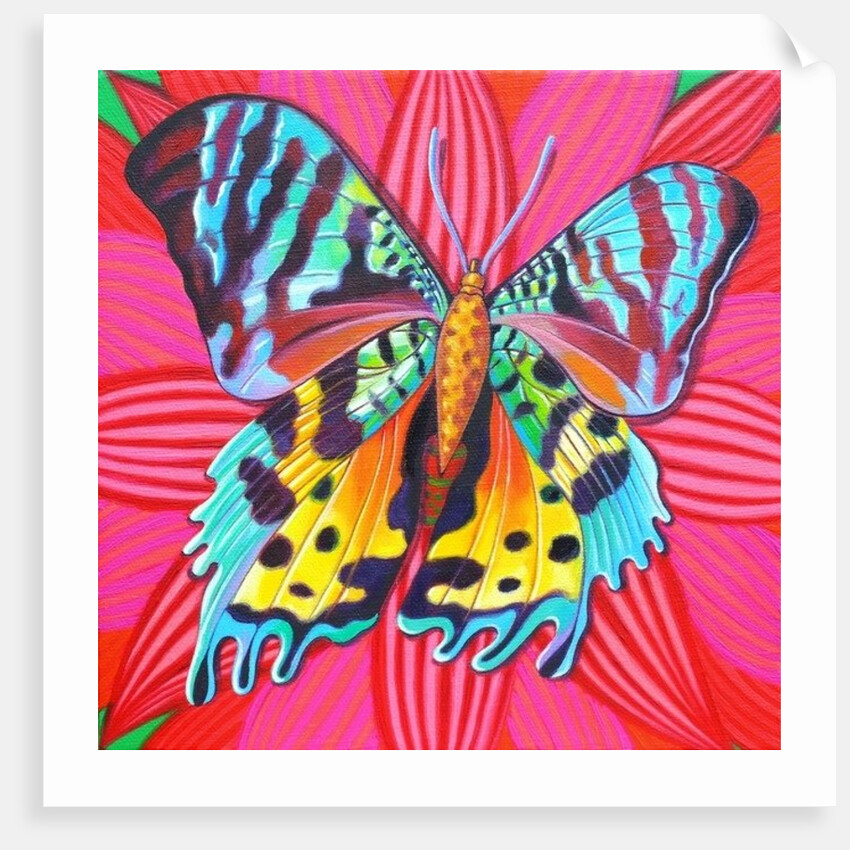 Sunset Moth, 2014 by Jane Tattersfield