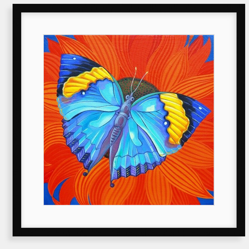 Indian Leaf Butterfly, 2014 by Jane Tattersfield