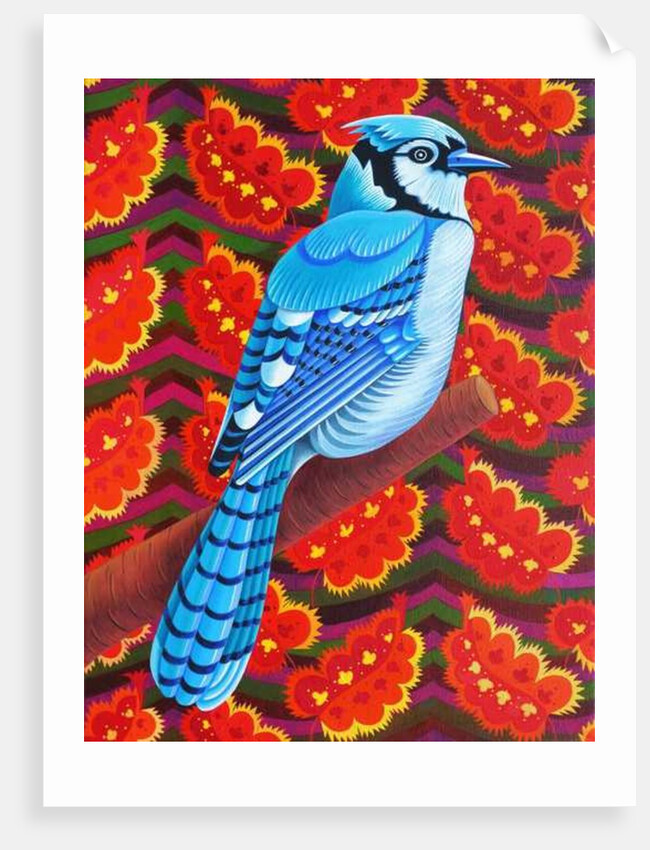 Blue Jay, 2016 by Jane Tattersfield