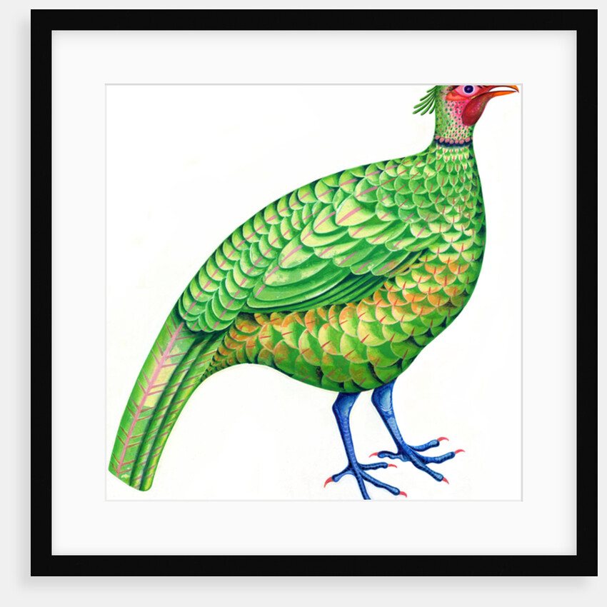 Pheasant, 1996 by Jane Tattersfield