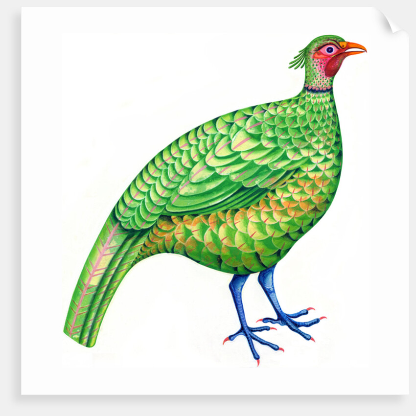 Pheasant, 1996 by Jane Tattersfield