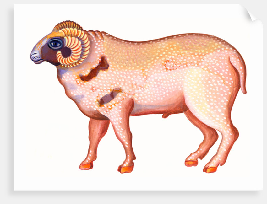 Aries the Ram, 1996 by Jane Tattersfield