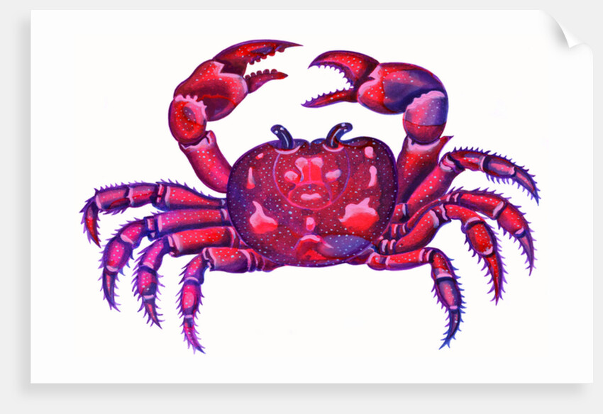 Cancer the Crab, 1996 by Jane Tattersfield