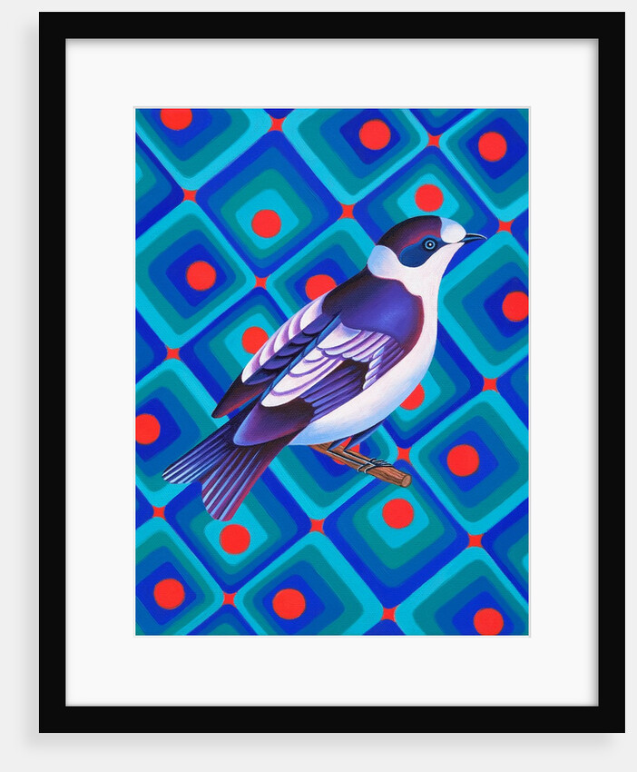 Semicollared flycather, 2023 by Jane Tattersfield