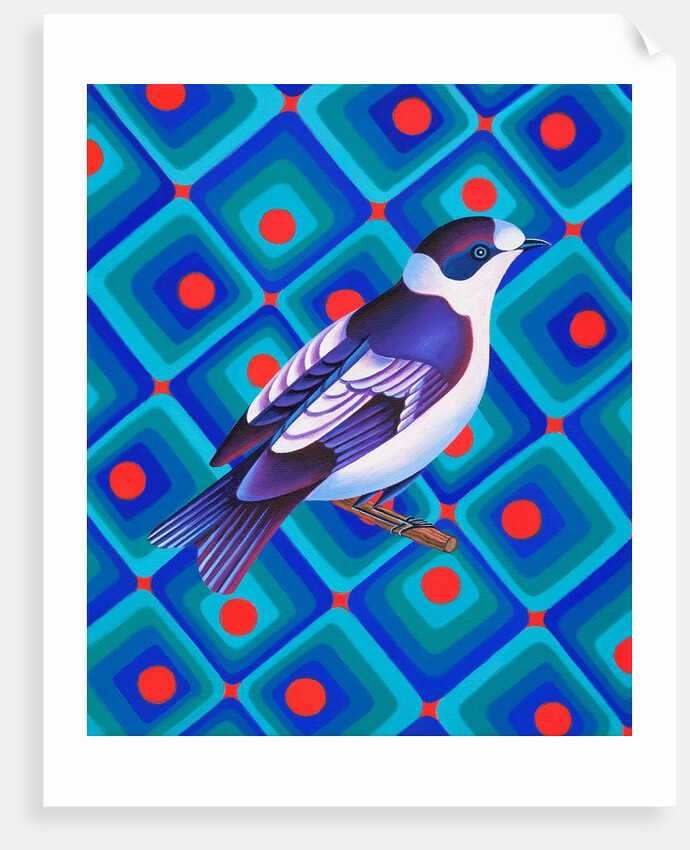 Semicollared flycather, 2023 by Jane Tattersfield