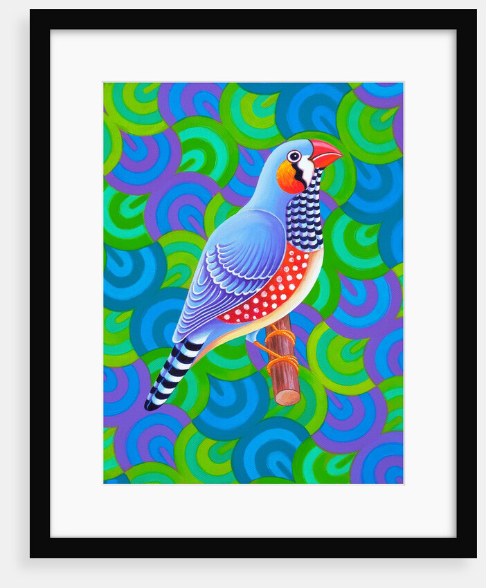 Zebra finch, 2023 by Jane Tattersfield