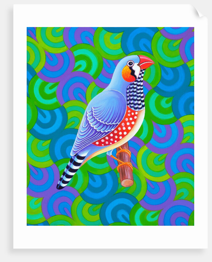Zebra finch, 2023 by Jane Tattersfield