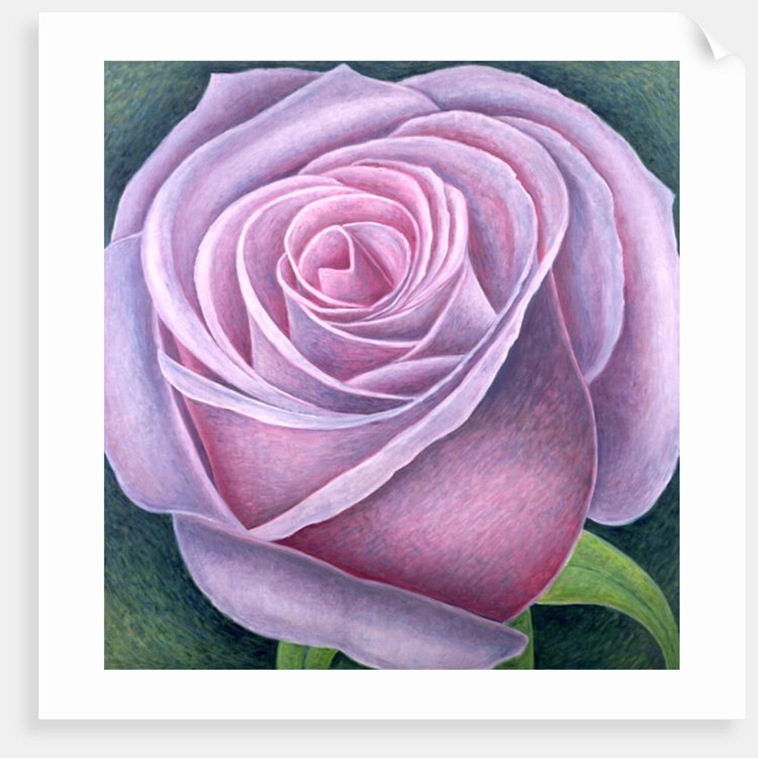Big Rose, 2003 by Ruth Addinall