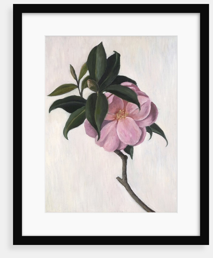 Camellia by Ruth Addinall