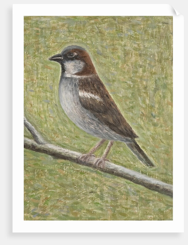 House Sparrow, 2008 by Ruth Addinall