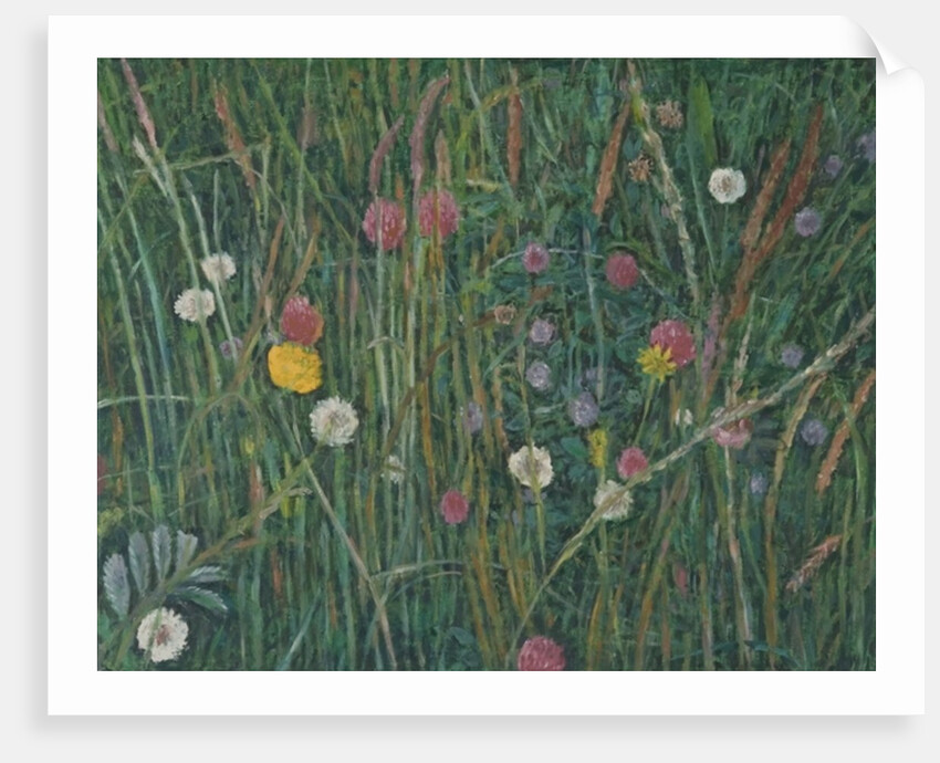 Plants of the Machair, 2008 by Ruth Addinall