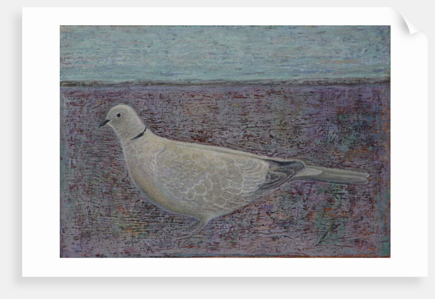 I am the Collared Dove, 2016 by Ruth Addinall