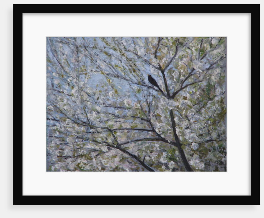 Blackbird Singing in Cherry Blossom by Ruth Addinall