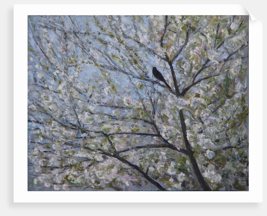 Blackbird Singing in Cherry Blossom by Ruth Addinall