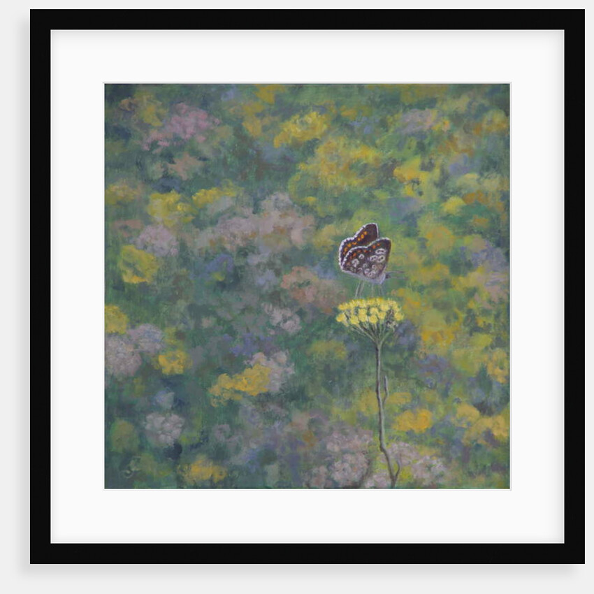 Brown Argus by Ruth Addinall