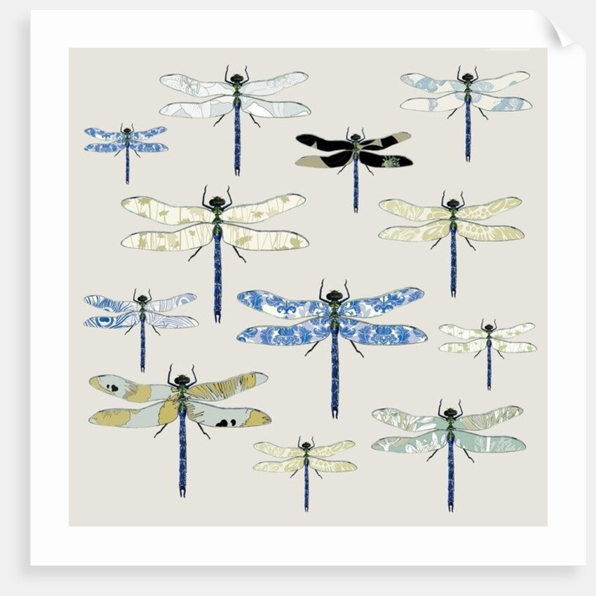 Odonata, 2008 by Sarah Hough
