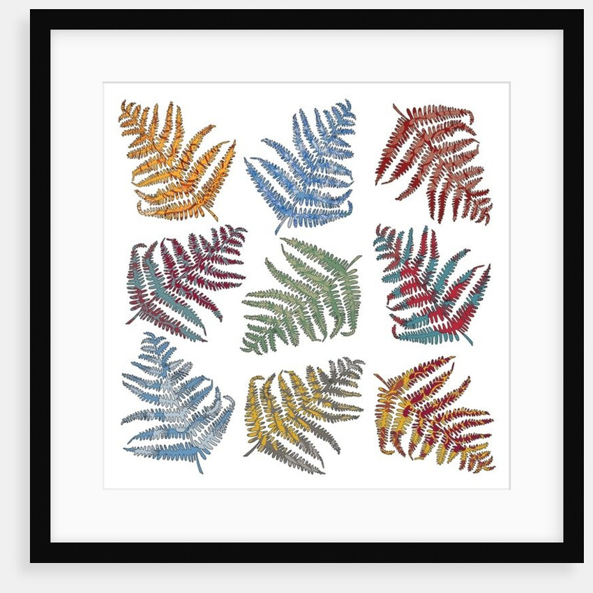 Ferns, 2012 by Sarah Hough