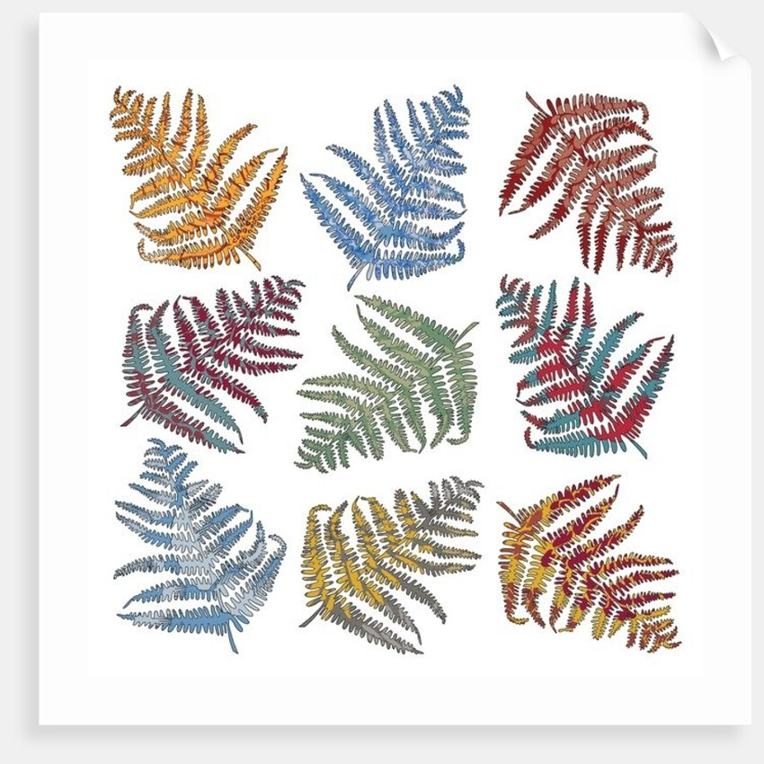 Ferns, 2012 by Sarah Hough