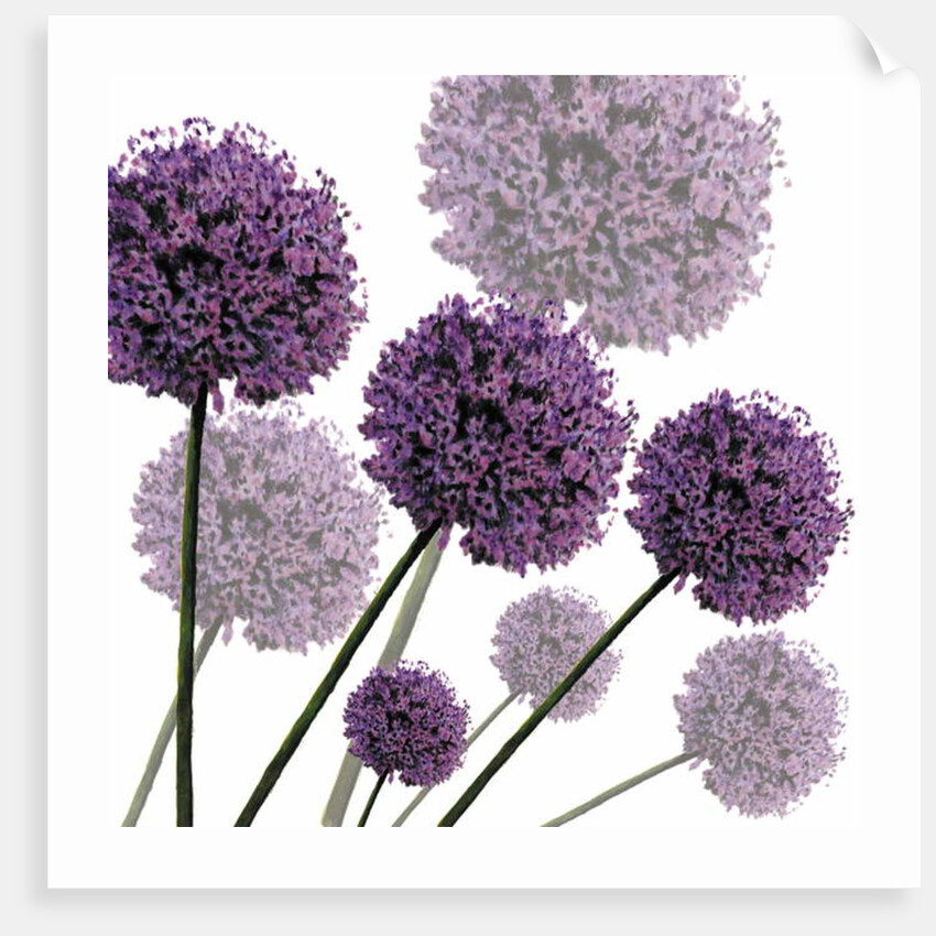 Allium Fernandez, 2004 by Sarah Hough