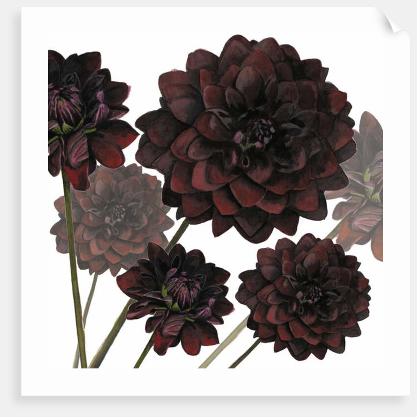 Arabian Night, 2004 by Sarah Hough