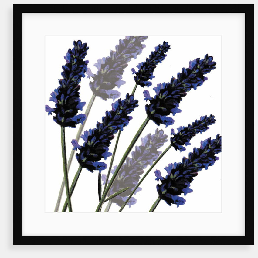 Sweet Lavender, 2004 by Sarah Hough