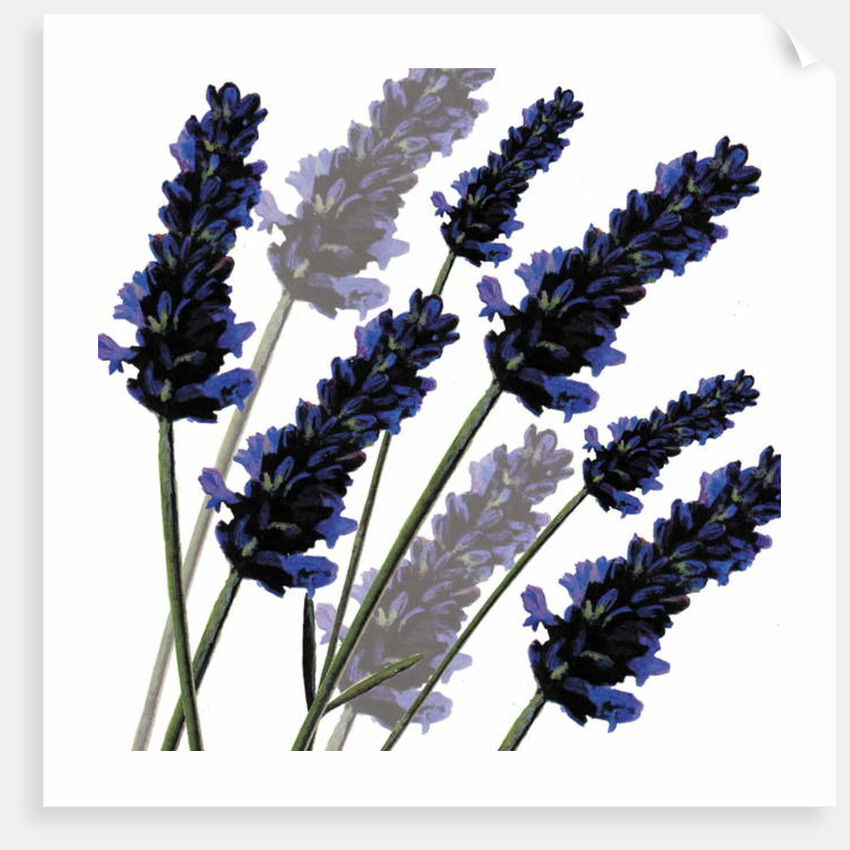 Sweet Lavender, 2004 by Sarah Hough