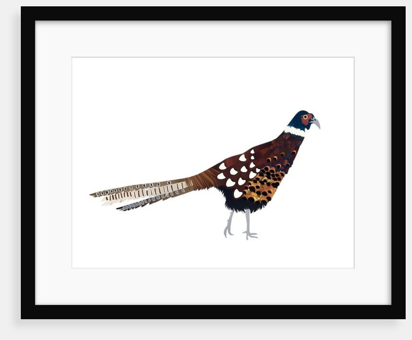 Pheasant, 2013 by Isobel Barber