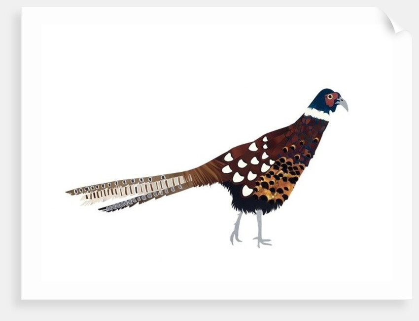 Pheasant, 2013 by Isobel Barber