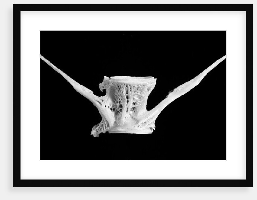 Fish bone, 2014 by Anonymous