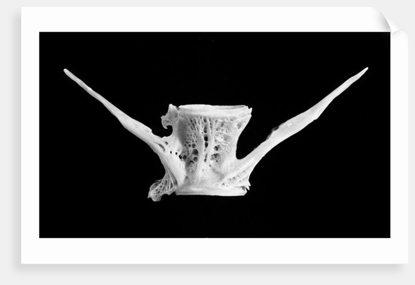 Fish bone, 2014 by Anonymous