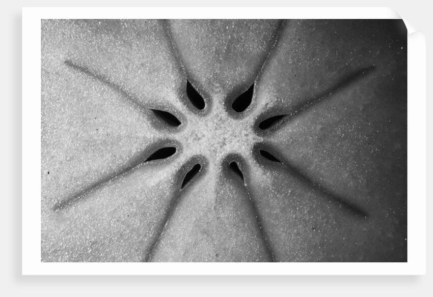 Persimmon, 2009 by Anonymous