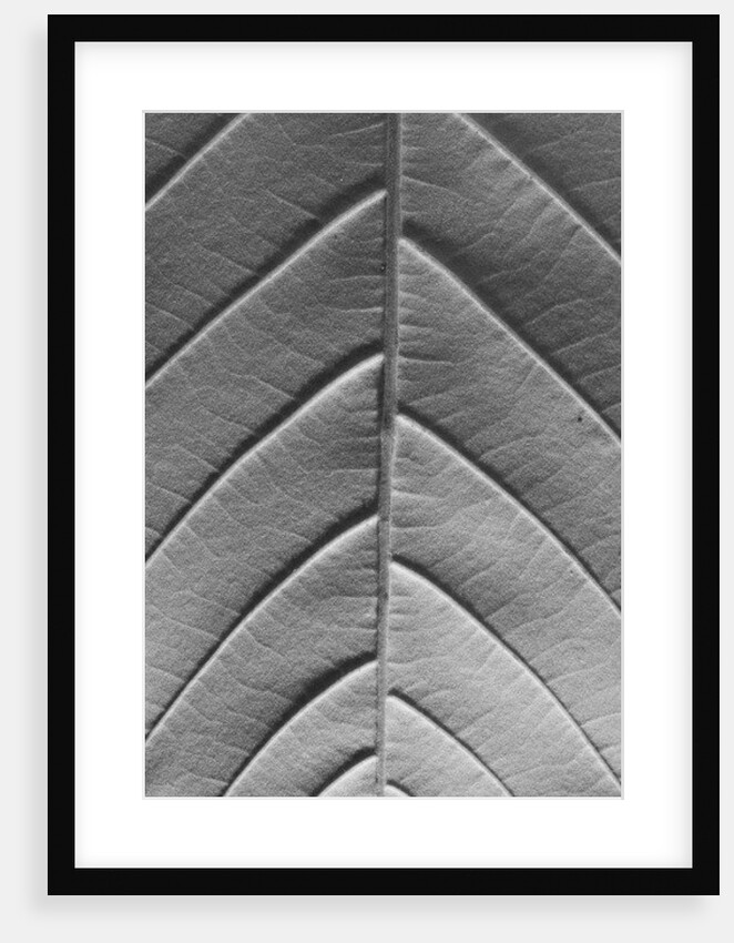 Chestnut, 2009 by Anonymous
