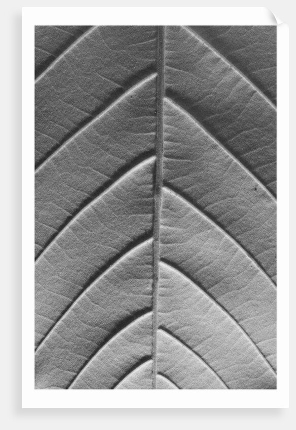 Chestnut, 2009 by Anonymous