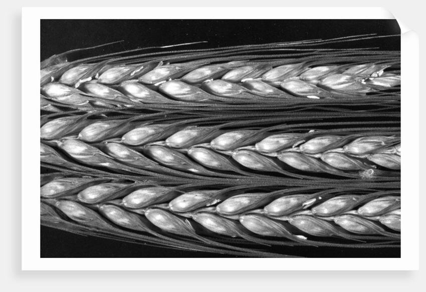 Grass seed head, 2012 by Anonymous