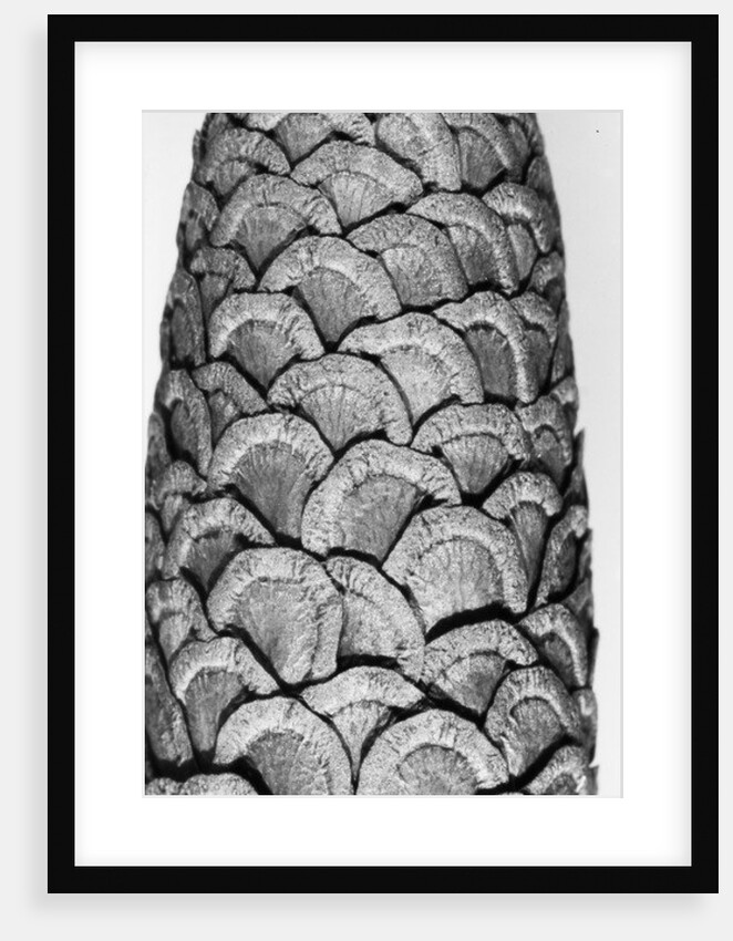 Milkweed, 2012 by Anonymous