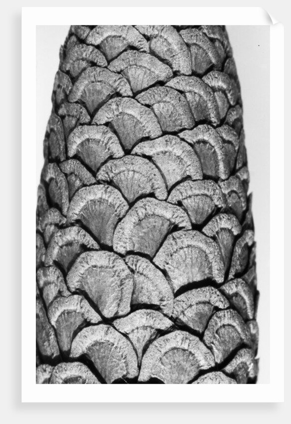 Milkweed, 2012 by Anonymous