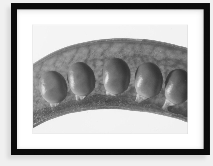 Peas, 2009 by Anonymous