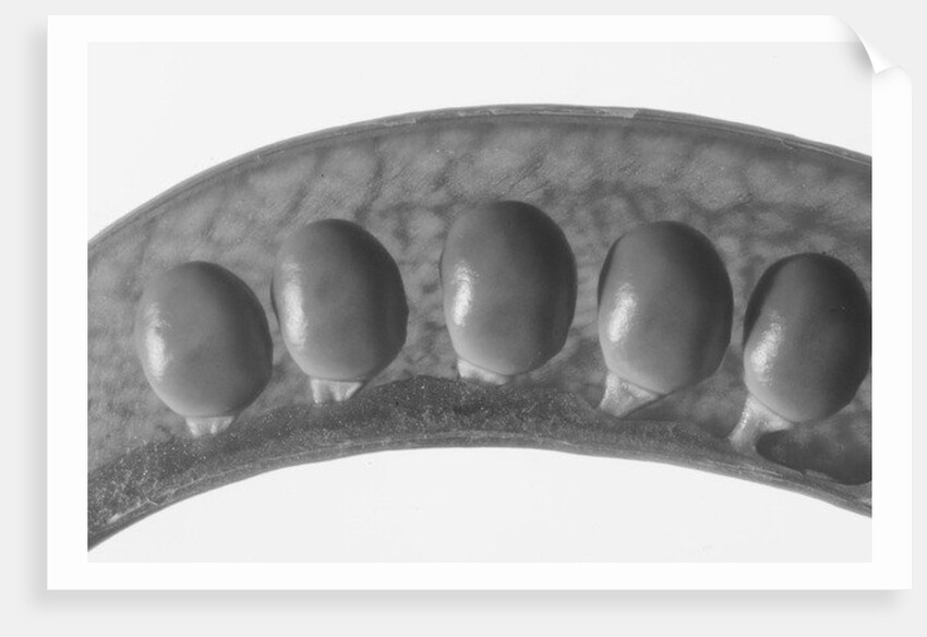 Peas, 2009 by Anonymous