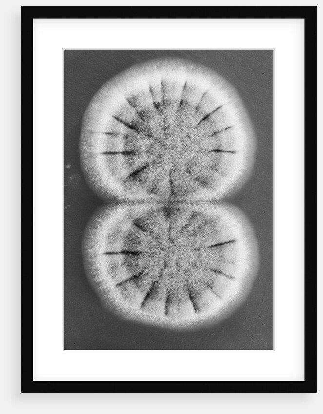 Fungi, 2013 by Anonymous