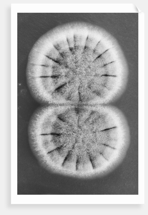 Fungi, 2013 by Anonymous