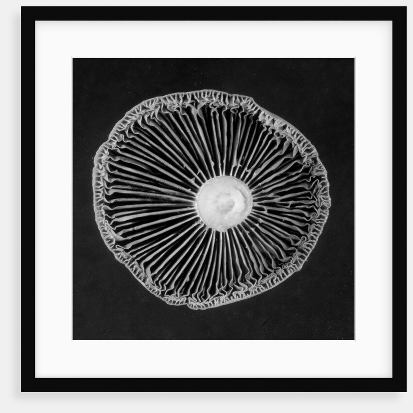 Fungi, 2015 by Anonymous