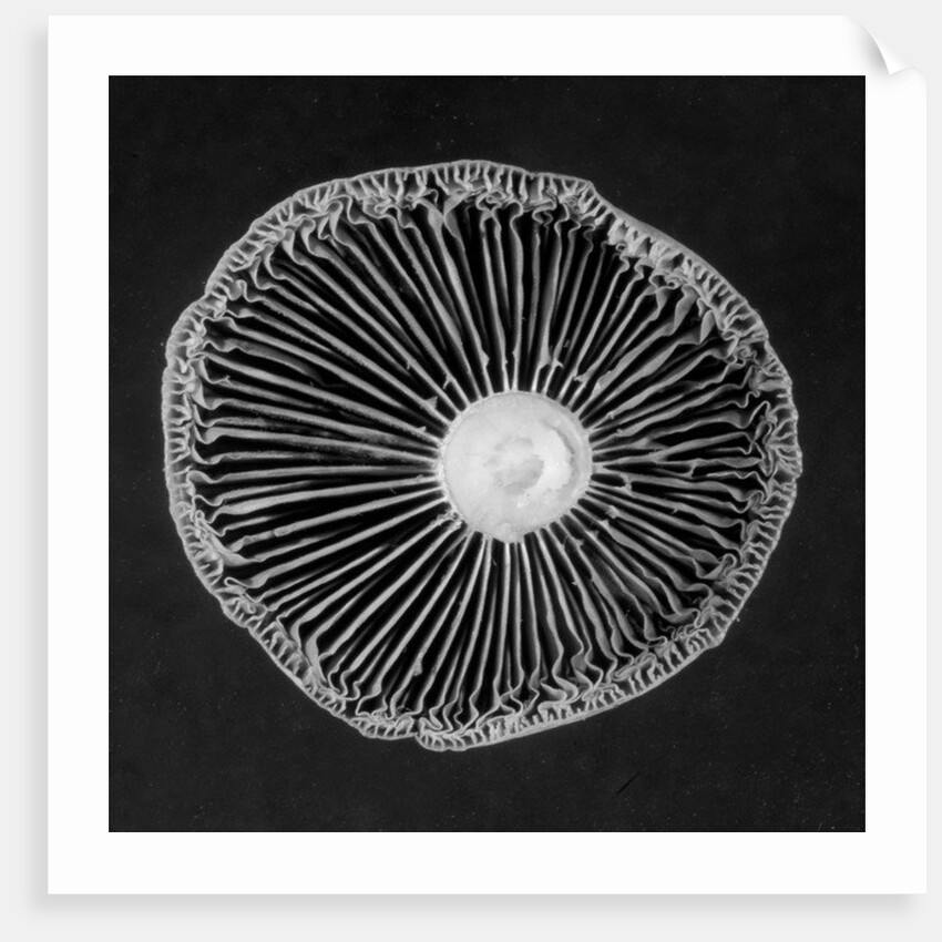 Fungi, 2015 by Anonymous