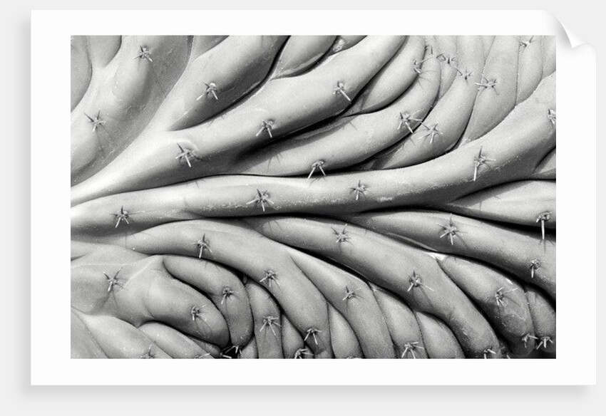 Succulent 2, 2015 by Anonymous