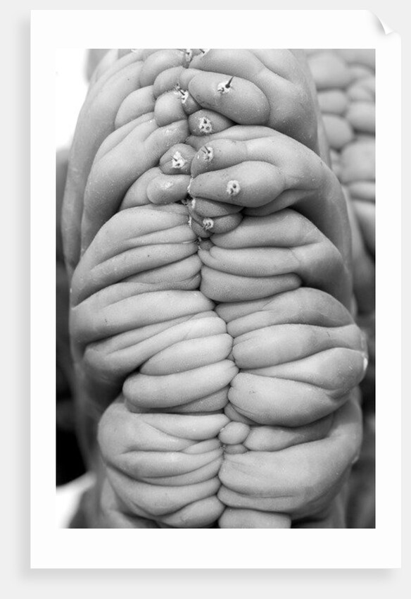 Succulent 3, 2014 by Anonymous