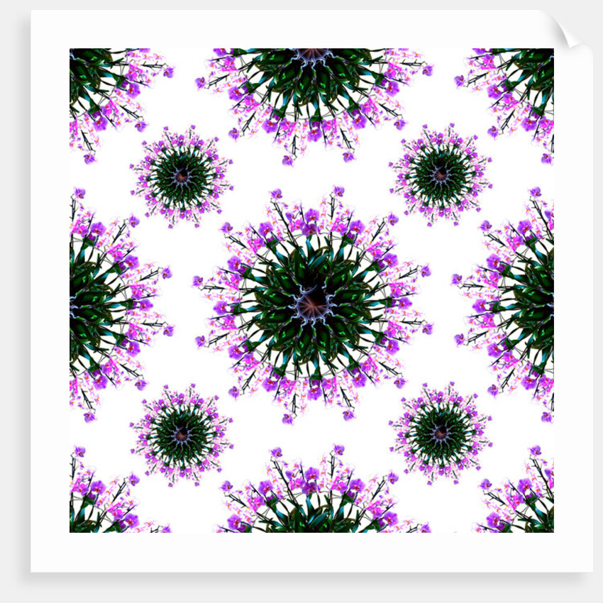 Orchid World, 2015 by Robyn Parker