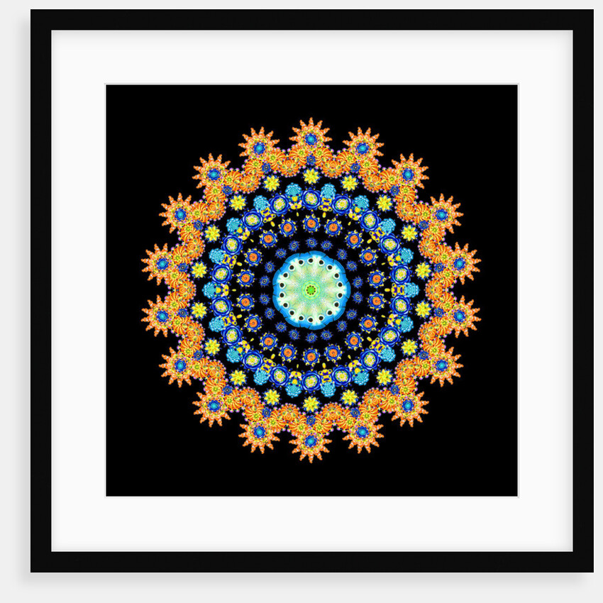 Tropical Fish Wheel 2, 2016 by Robyn Parker